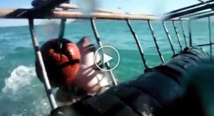 Белая акула атакует клетку с туристами