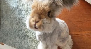 Кролик Уолли на пике популярности (7 фото)