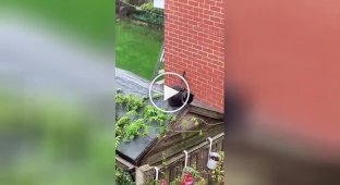 Cat suffering from autumn depression