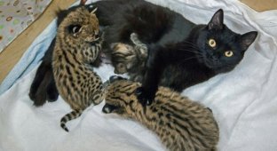 В Новосибирском зоопарке две домашние кошки стали приёмными мамами (9 фото)