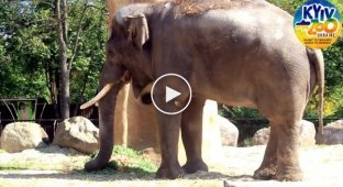 Просто милое видео из киевского зоопарка