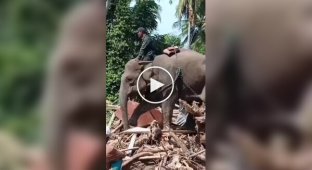 В Индонезии для расчистки последствий наводнения привлекли четырех слонов