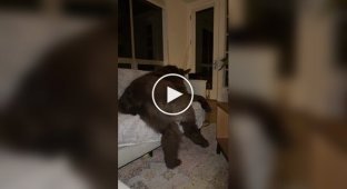 Ньюфаундленд: добрый великан