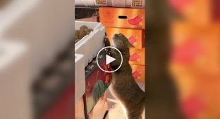 Cat creates a New Year's mood