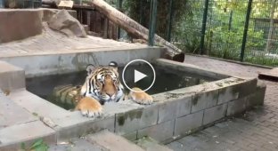 Тигру не дали розслабитися в басейні