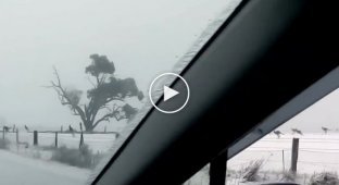 Необычное зрелище из Австралии кенгуру на снегу