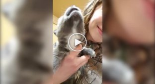 Wolf cub tries to howl for the first time