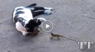 War of the Worlds. Lizards vs cats