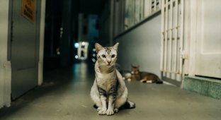 Cats are no longer illegal in Singapore (8 photos)