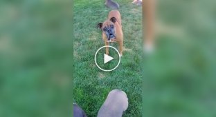 From the life of Boxer dogs