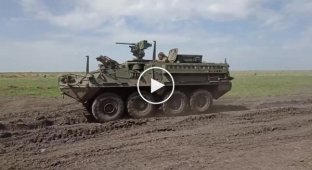 American armored personnel carriers M1132 Stryker with RWS M151 Protector at the training ground