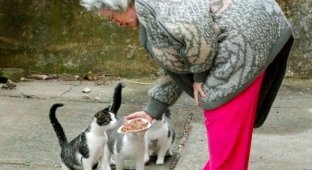 In Switzerland, a pensioner appeared in court for feeding a neighbor's cat (2 photos)