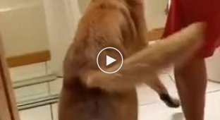 Как собаки-поводыри помогают слабовидящим ходить в туалет