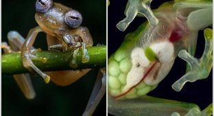 Удивительные фото и факты о стеклянных лягушках, у которых все внутри видно (8 фото)