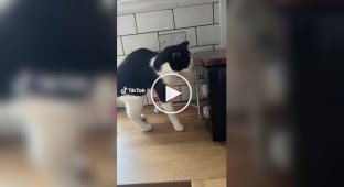 They evolve: a cat opened the microwave door in front of a shocked owner