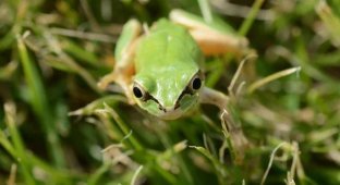 Бактерії японських жаб можуть бути ефективнішими за хіміотерапію в лікуванні раку (3 фото)