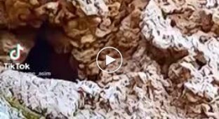 Звериный оскал природы