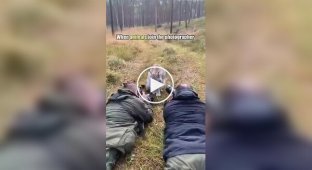 Подборка моментов, когда дикие животные подошли к фотографам слишком близко