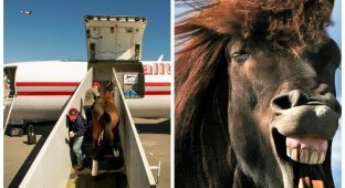 В США грузовой самолет вернулся в аэропорт из-за лошади (3 фото)