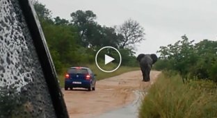 Слон атакует автомобиль