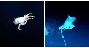 Призрачный осьминог Дамбо замечен у берегов Гавайских островов (6 фото + 1 видео)