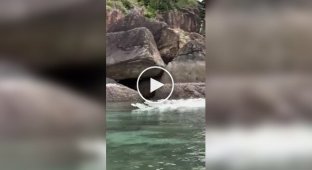 Тварини (короткі відео). Випуск 86