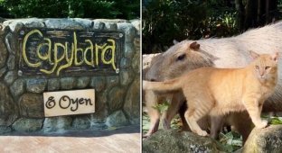 In a zoo in Malaysia, a cat settled in an aviary with capybaras (5 photos + 2 videos)