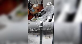 A dog chewed a heated glove and almost burned down his owner's house