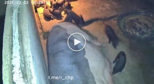 Свиня врятувала порося