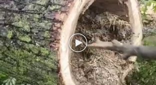 В поваленном дереве обнаружился целый выводок крошечных енотов