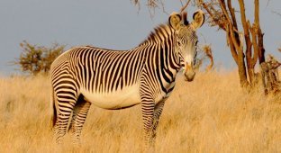 Grevy's Zebra: The largest wild horse. Their mass and strength allows them to live alone, not gathering in a herd (8 photos)