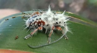 Виявлено новий вид «жука-панку» (4 фото)