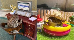 A toad named Toby is a network star with a very busy life (30 photos)