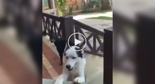 Ведмідь-удавальник: Хто йому скаже, що він не собака