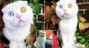 В Петербурге живет белый кот с удивительными глазами (6 фото + 1 видео)