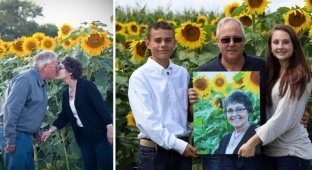 Американец посадил 160 гектаров подсолнухов в память об умершей жене (8 фото)