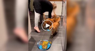 Four well-mannered ginger cats have breakfast