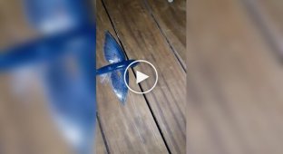Невдалий порятунок летючої риби потрапив на відео