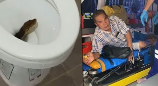 A python hiding in a toilet bit a Thai man on the buttocks (3 photos + 1 video)