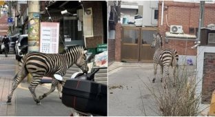 "Свобода!": из корейского зоопарка сбежала зебра (7 фото + 1 видео)