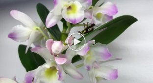 Идеальная маскировка орхидейного богомола