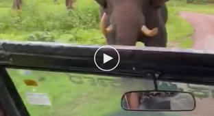 Водій туристичного автомобіля намагається втекти від розлюченого слона