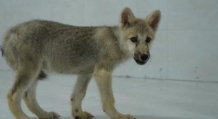 Арктический волк - его первыми в мире клонировали китайские ученые (2 фото)