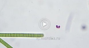 Две бактерии развлекаются под микроскопом