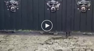 Мужчина сделал забавные маски в воротах, чтобы его собаки могли наблюдать за прохожими