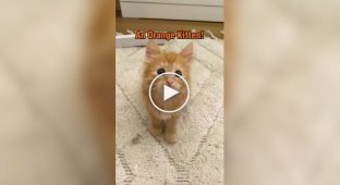 Разница между рыжими и черными котятами наглядно