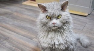 Суровый кот Альберт (10 фото)