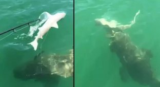 Гигантская рыба молниеносно сжирает акулу на глазах у изумленных рыбаков (3 фото + 1 видео)