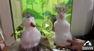 Сурикаты в зоопарке впервые увидели снег