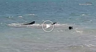 In Australia, a dog decided to play with a tiger shark